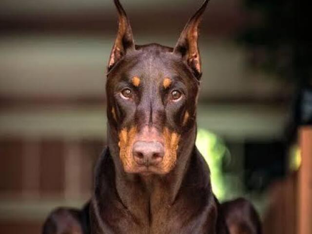 Doberman