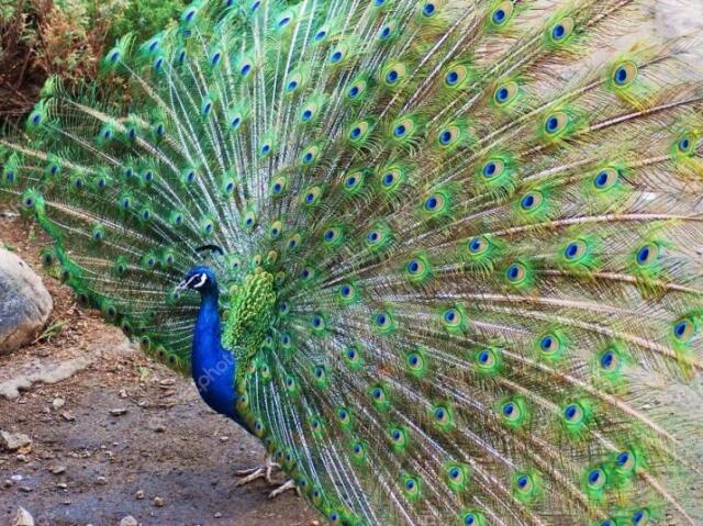 pavão