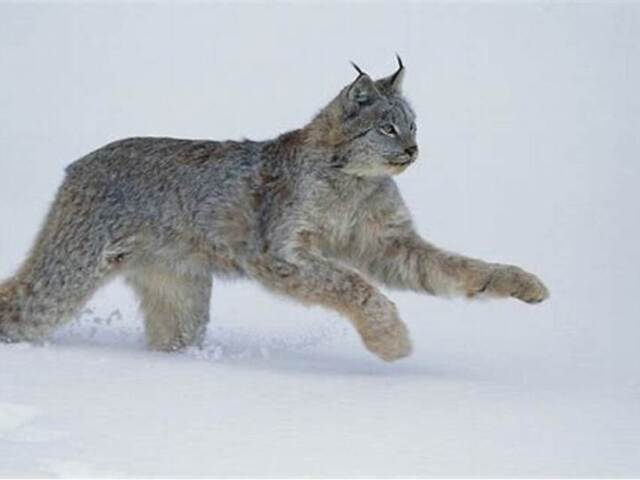 lince