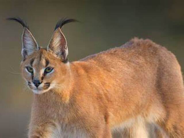 caracal