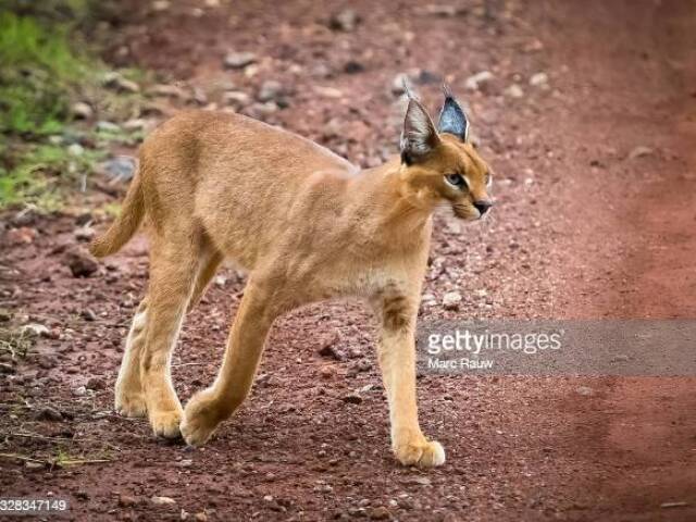 caracal