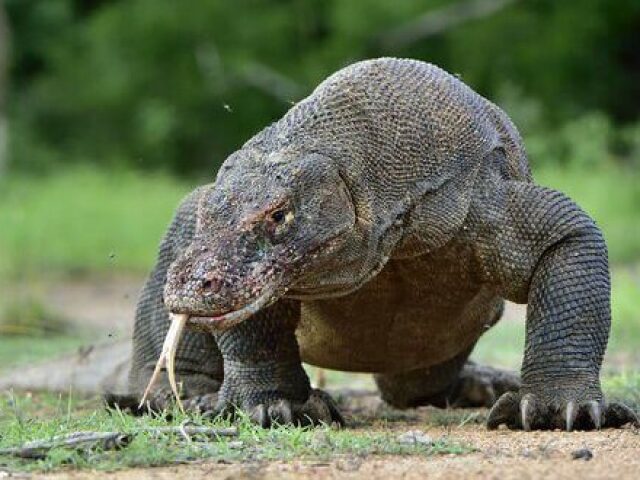 dragão de komodo