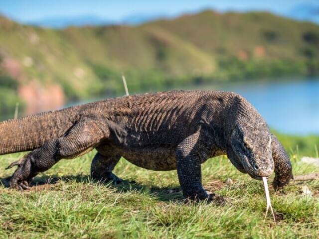 dragão de comodo