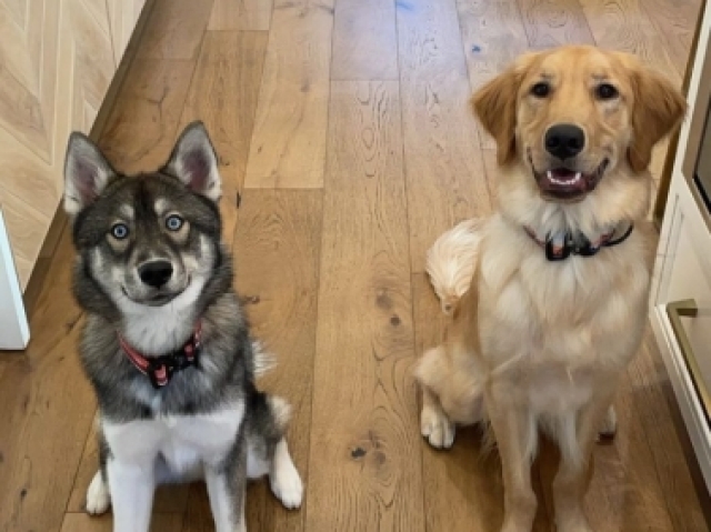 Cães