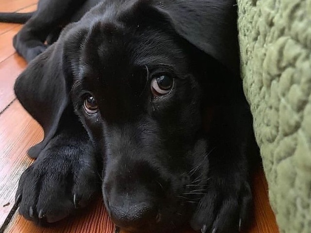 🖤labrador🖤