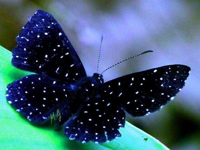 butterfly