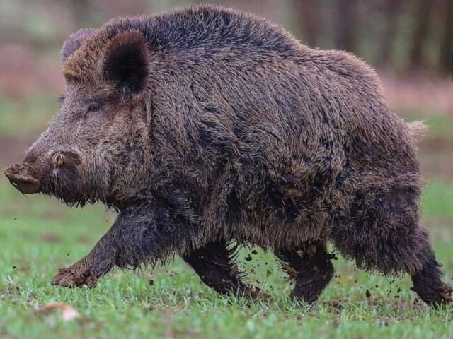 boar