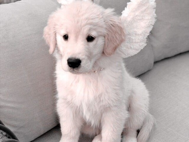 Um cachorrinho💗💗💗💗