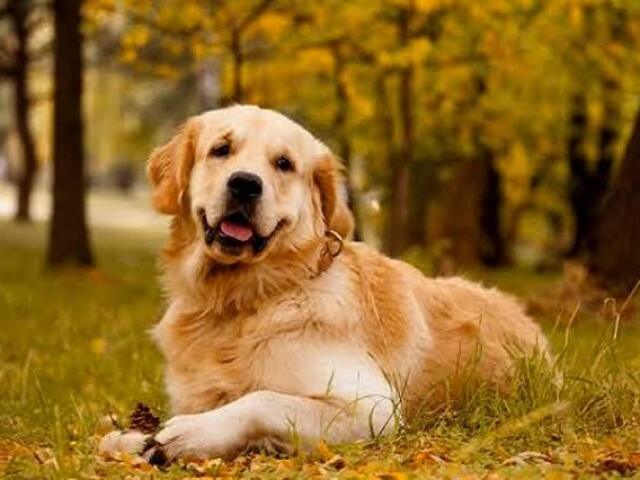 Golden retriever