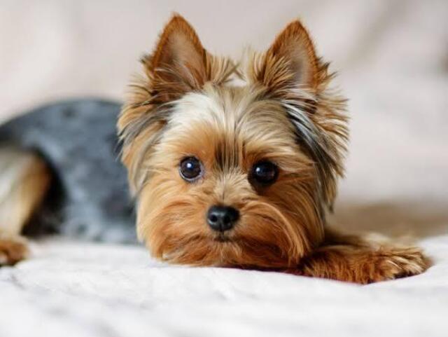 Yorkshire terrier