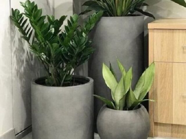 vasos com plantas