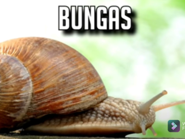 bungas