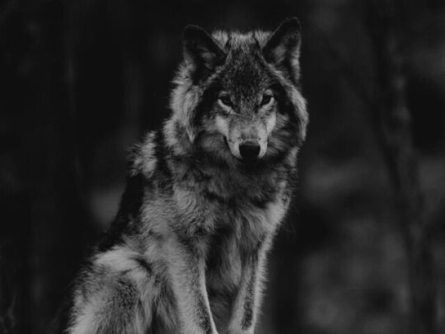 Lobo