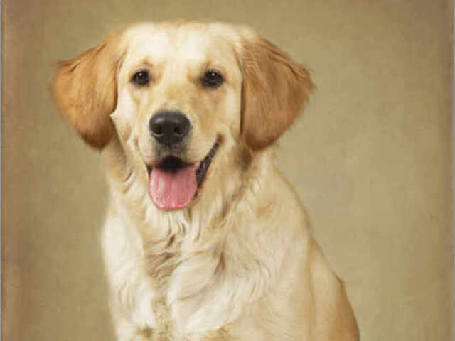 golden retriver