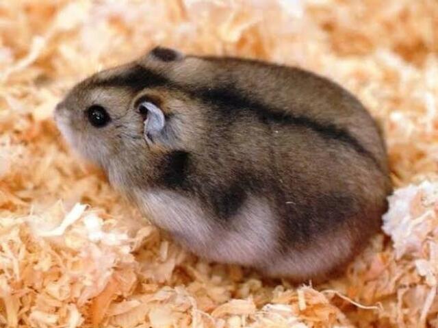 Hamster