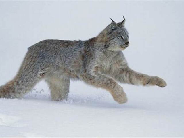 lince