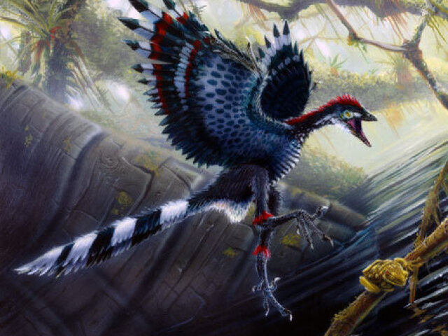 Archaeopteryx