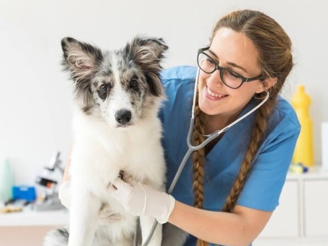 Sua profissão: veterinário