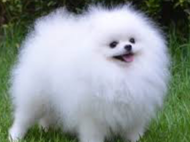 Lulu da pomerania