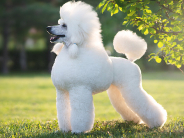 Poodle