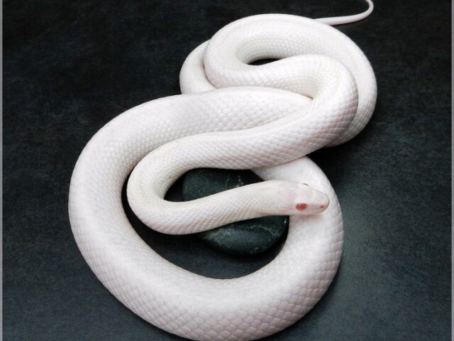 Serpente