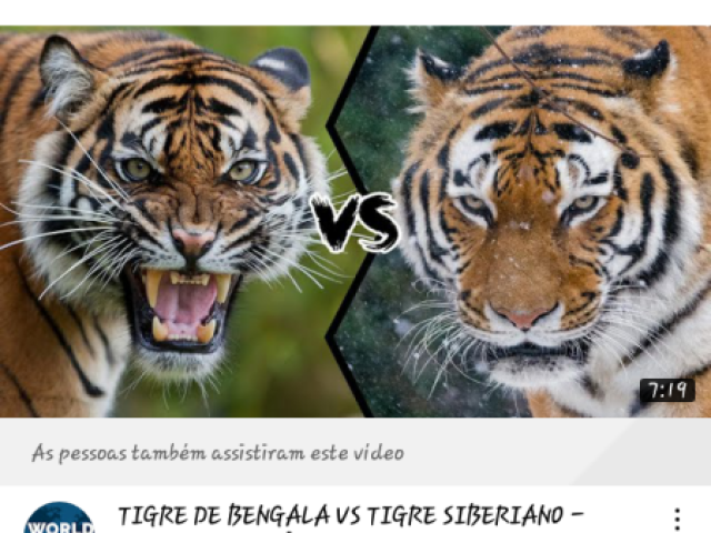 Tigre