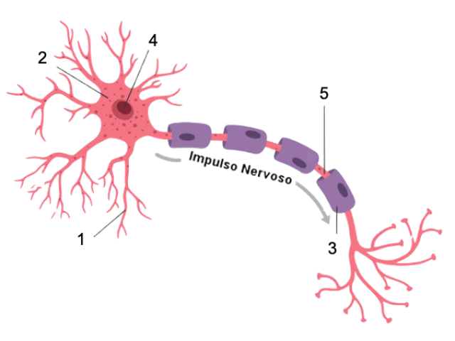 O tipo celular que identifica os tecidos do sistema nervoso é o neurônio. Através do sistema nervoso, os animais relacionam-se com o ambiente, dele recebendo estímulos e organizando complexas e elaboradas respostas. O neurônio é responsável por estas atividades. Identifique, na figura abaixo, as partes do neurônio e as funções desempenhadas, respectivamente.