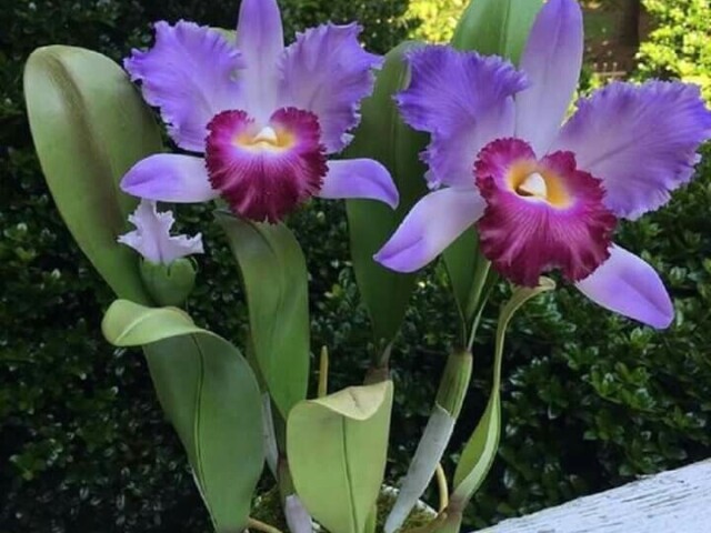 Cattleya