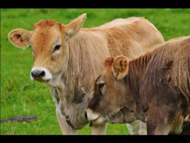 Você gosta de animais
Todos?