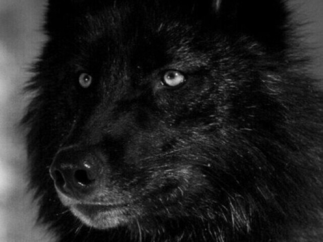 Lobo