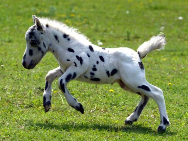 Eu amo eu tenho um cavalo 🐴❤️