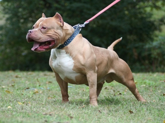 Pittbull