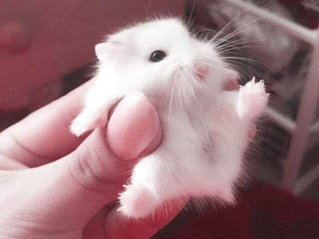 Hamsterzinho