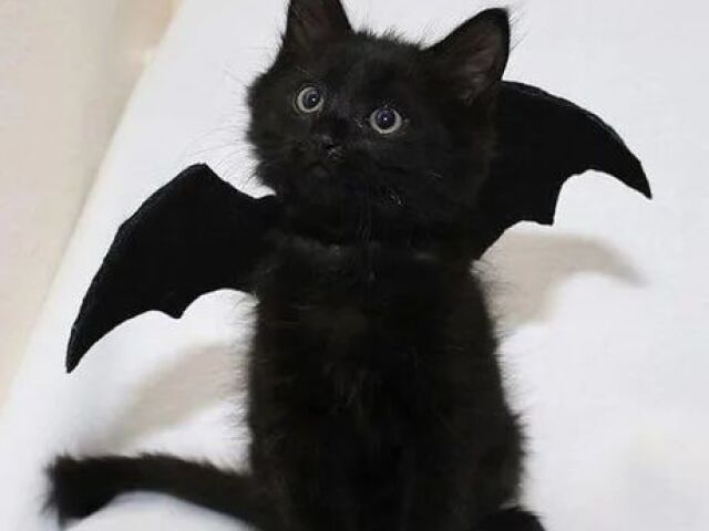 🐈⬛💎