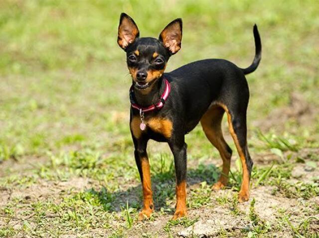 Pinscher Miniatura