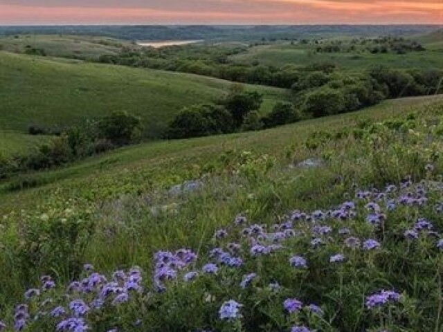 Campo