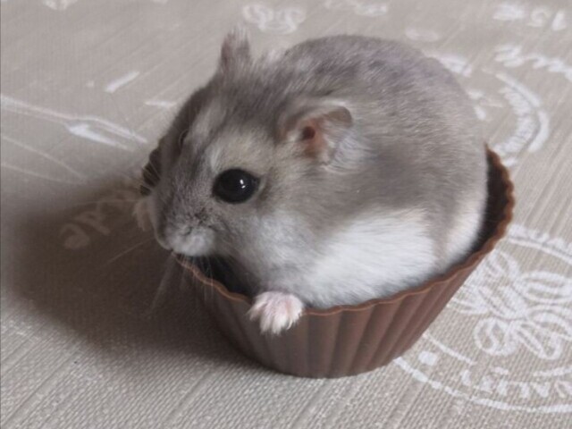 Hamster