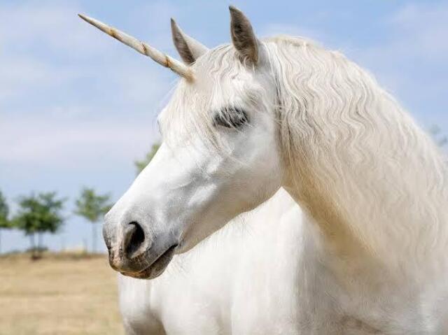 UnicĂłrnio