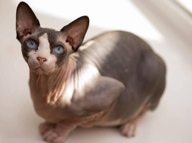 Sphynx