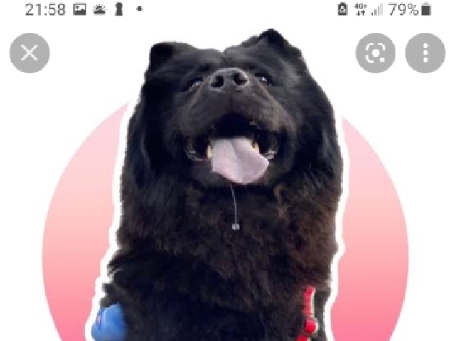 Amorinha chow chow