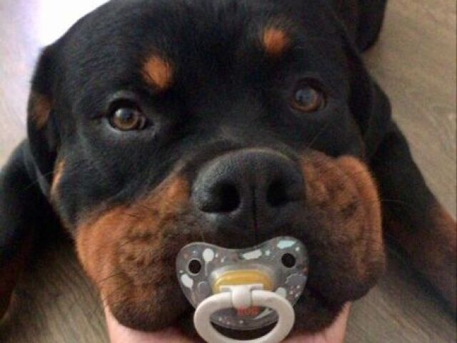 rottweiler