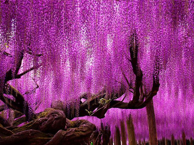 Wisteria