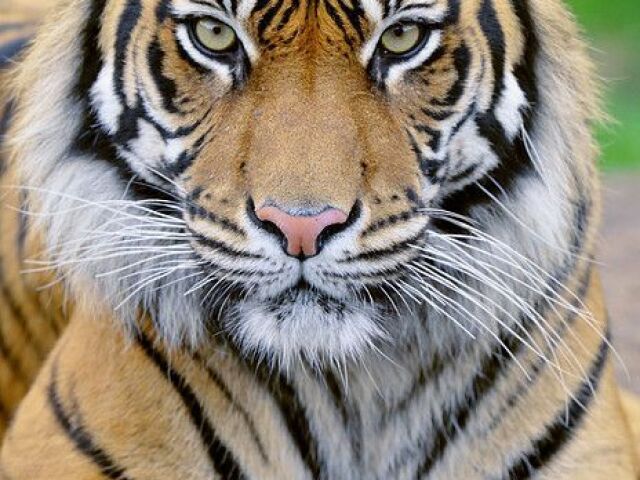 tigre