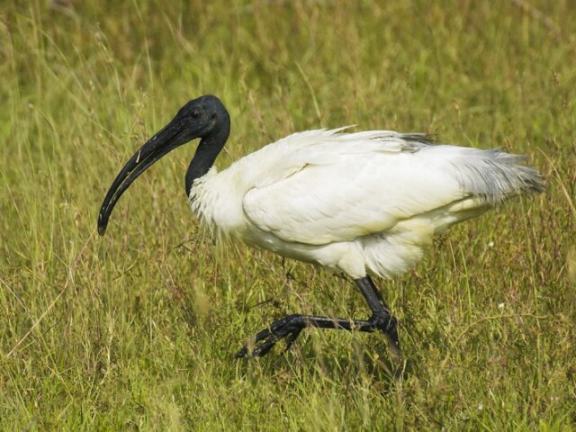 Ibis