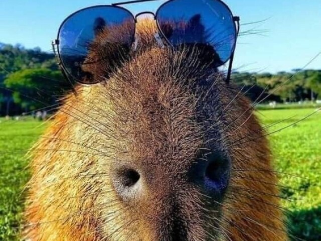 Capivara