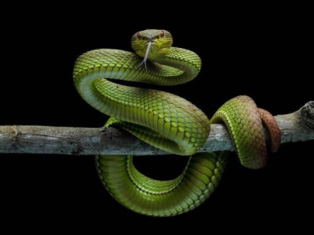 Cobra