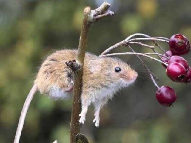 Ratos