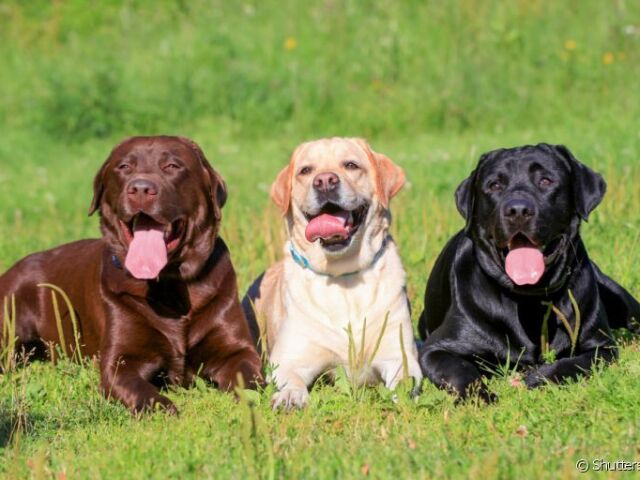 Labrador retriver