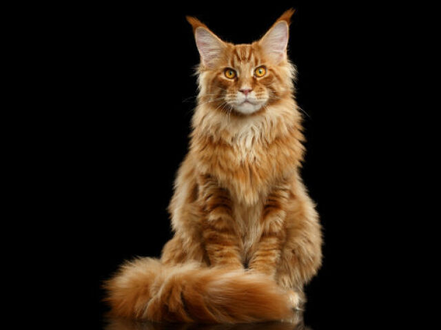 Maine Coon