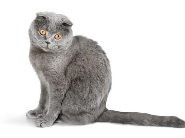 Scottish fold